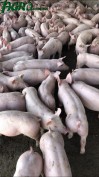 1agro.com.ua