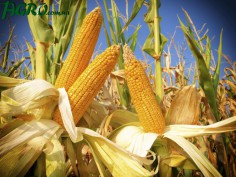 1agro.com.ua