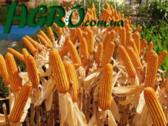 1agro.com.ua