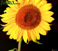 1agro.com.ua