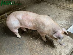 1agro.com.ua