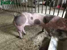 1agro.com.ua