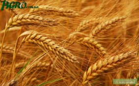 1agro.com.ua
