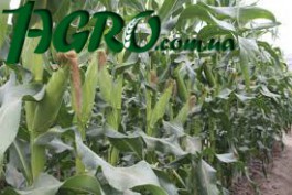 1agro.com.ua