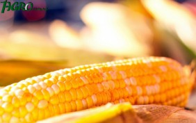 1agro.com.ua