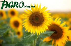 1agro.com.ua