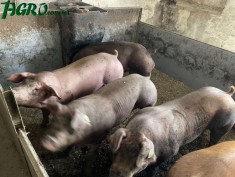 1agro.com.ua
