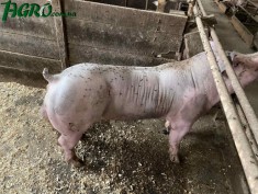 1agro.com.ua