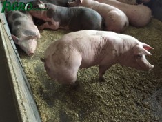 1agro.com.ua