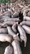 1agro.com.ua