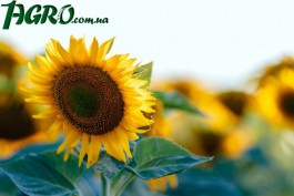 1agro.com.ua