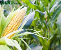 1agro.com.ua