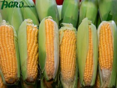 1agro.com.ua
