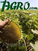 1agro.com.ua