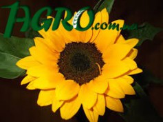 1agro.com.ua