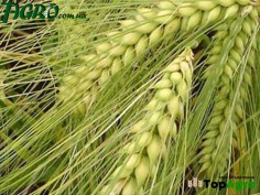 1agro.com.ua