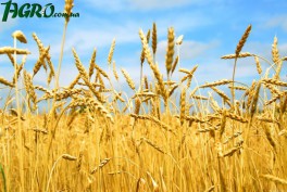 1agro.com.ua