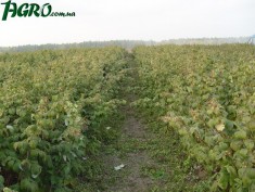 1agro.com.ua