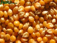 1agro.com.ua