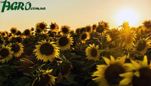 1agro.com.ua
