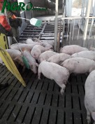 1agro.com.ua