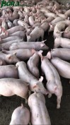 1agro.com.ua