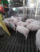1agro.com.ua