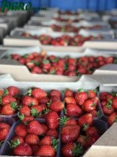 1agro.com.ua