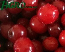 1agro.com.ua