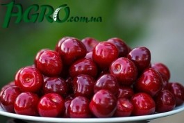 1agro.com.ua