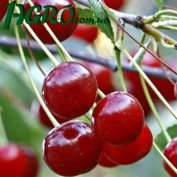 1agro.com.ua