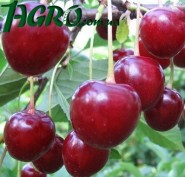1agro.com.ua