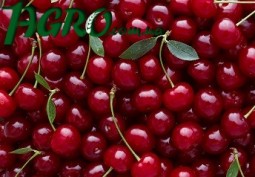 1agro.com.ua