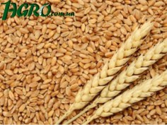 1agro.com.ua