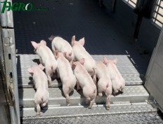 1agro.com.ua