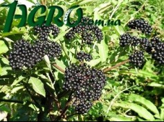 1agro.com.ua