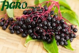 1agro.com.ua
