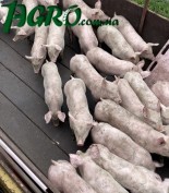 1agro.com.ua