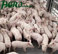 1agro.com.ua