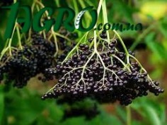 1agro.com.ua