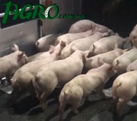 1agro.com.ua