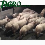 1agro.com.ua