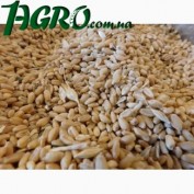 1agro.com.ua