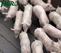 1agro.com.ua