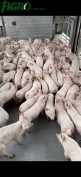 1agro.com.ua