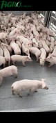 1agro.com.ua