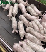 1agro.com.ua