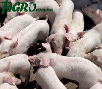1agro.com.ua