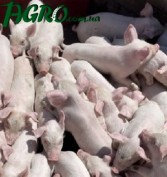 1agro.com.ua