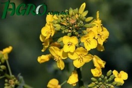1agro.com.ua